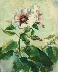 Studie von rosa Stockrosen im Sonnenlicht, aus der Natur